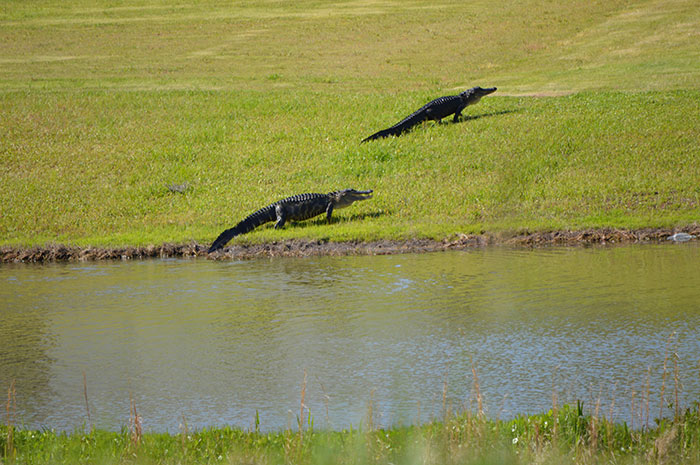 Alligators sur le parcours